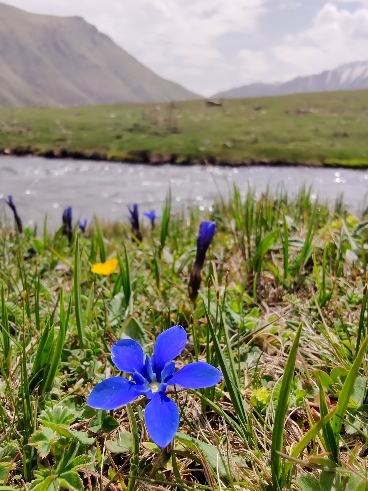 Hořec sněžný živený minerálkovým potokem