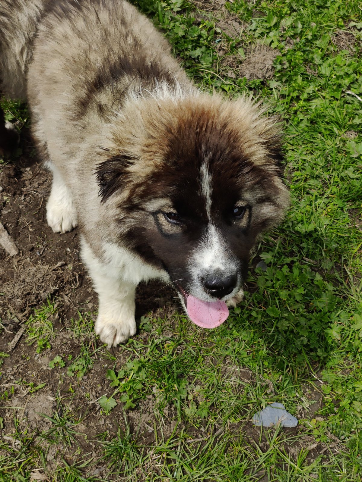 Gruzínské ovčácké štěně