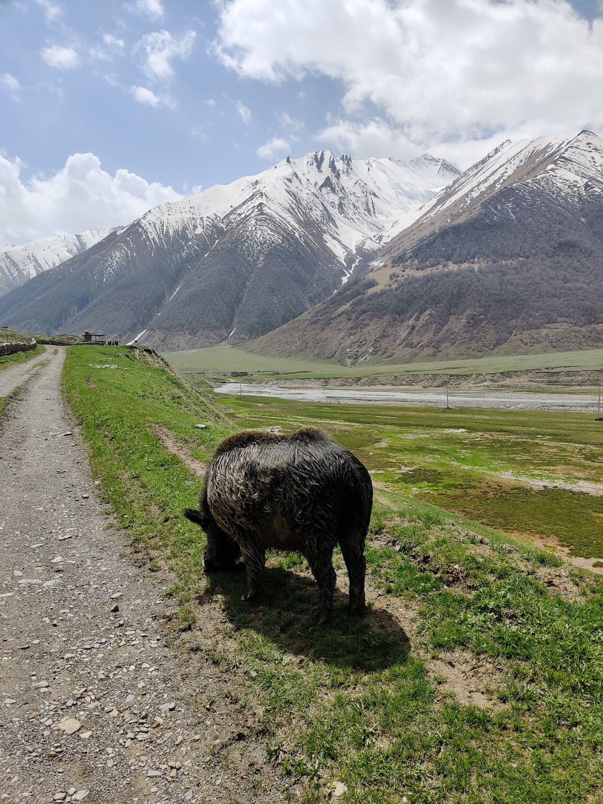 Pořádnej kanec, kterej bránil rodinu 