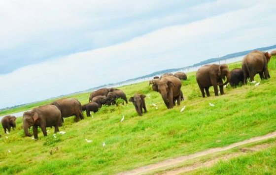 Kaudulla National Park