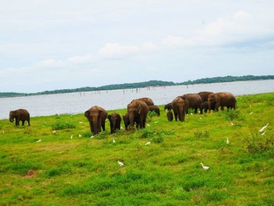 Kaudulla National Park