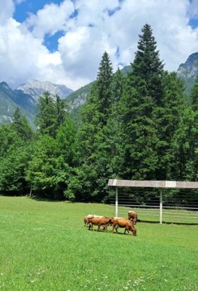 Místní fauna v Kamniškich Alpách.