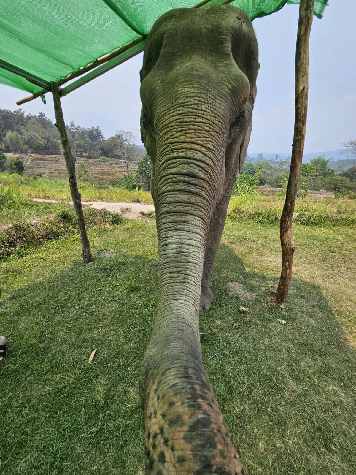 Návštěva sloní záchranné stanice