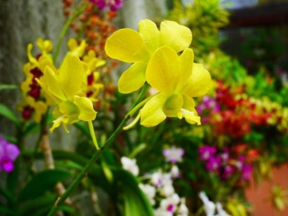 Royal Botanical Gardens, Peradeniya