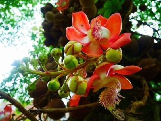 Royal Botanical Gardens, Peradeniya