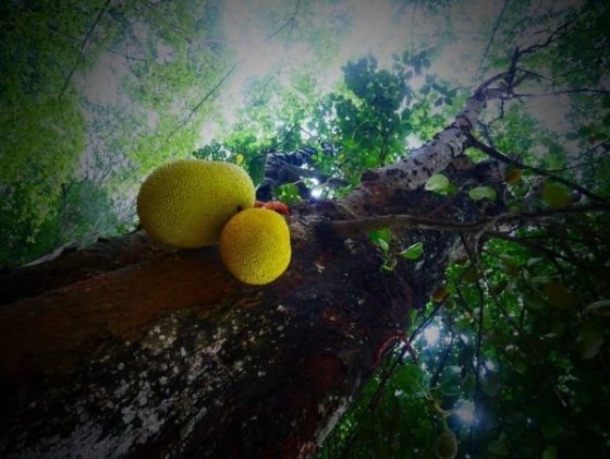 Royal Botanical Gardens, Peradeniya