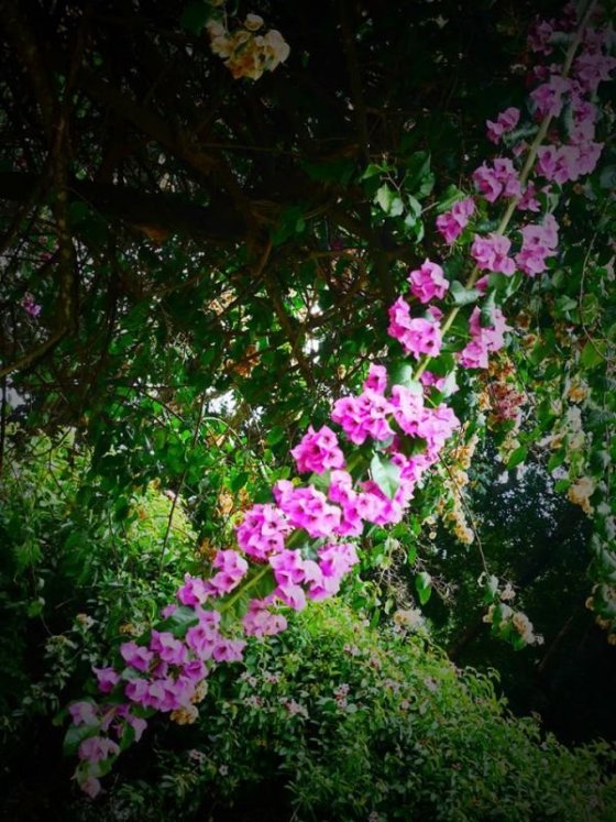 Royal Botanical Gardens, Peradeniya