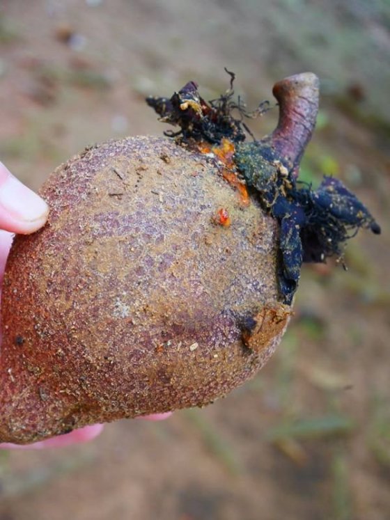 Royal Botanical Gardens, Peradeniya