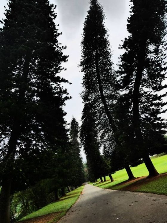 Royal Botanical Gardens, Peradeniya