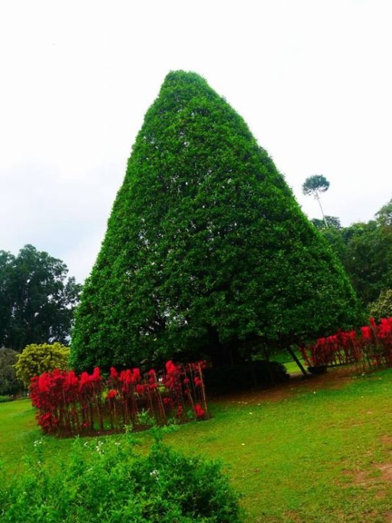 Royal Botanical Gardens, Peradeniya
