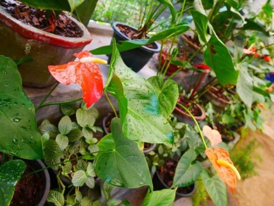 Royal Botanical Gardens, Peradeniya