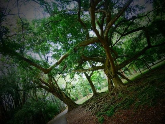 Royal Botanical Gardens, Peradeniya