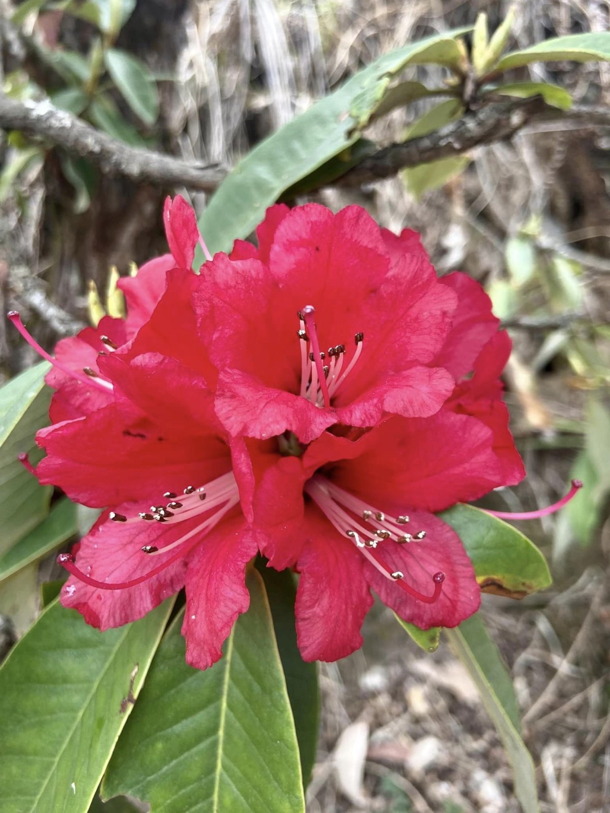 Rododendrony