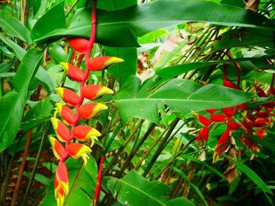 Royal Botanical Gardens, Peradeniya