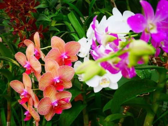 Royal Botanical Gardens, Peradeniya