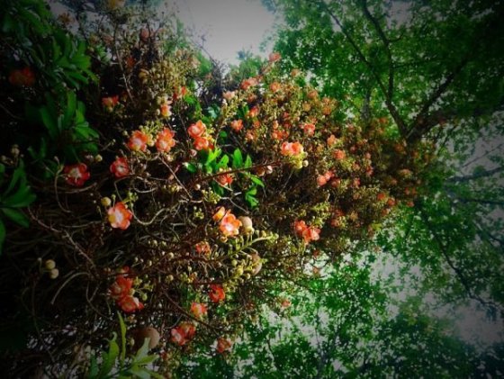 Royal Botanical Gardens, Peradeniya
