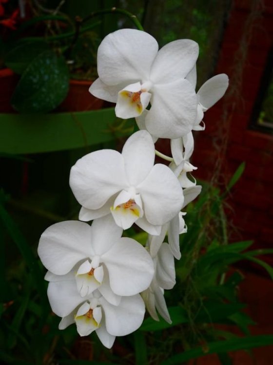 Royal Botanical Gardens, Peradeniya