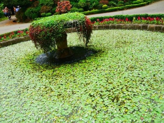 Royal Botanical Gardens, Peradeniya