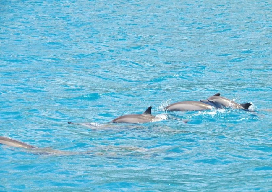 Cestou jsme potkávali delfíny