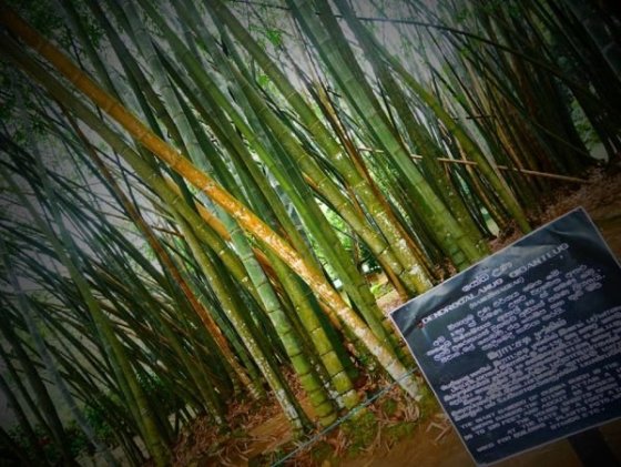 Royal Botanical Gardens, Peradeniya