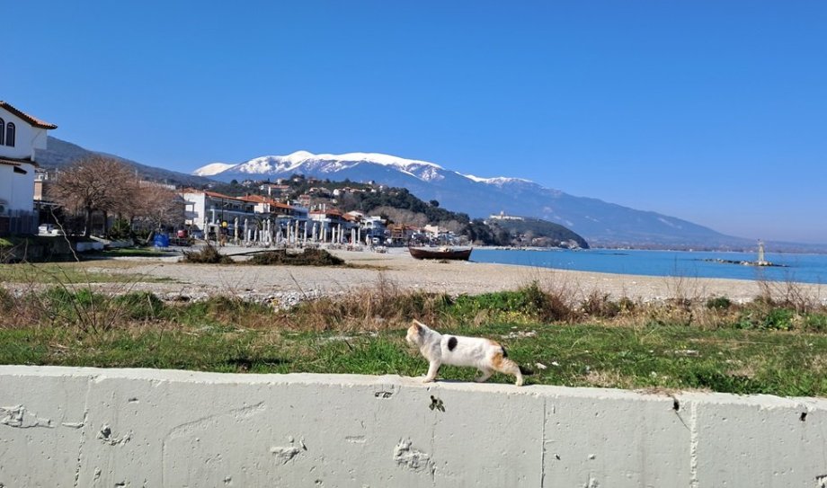 A ještě tahle úžasná fotka- kočka na pláži pod Olympem