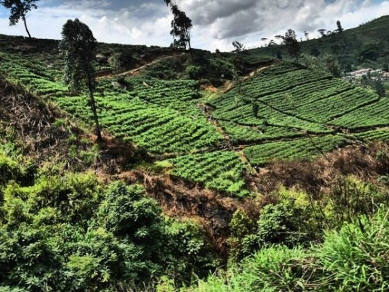 Cesta z Kandy do Hatton