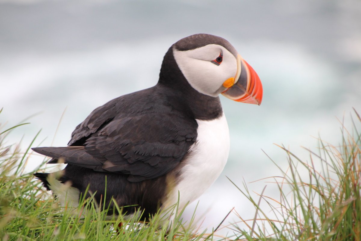 Papuchalk na Látrabjargu