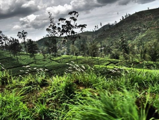 Cesta z Kandy do Hatton