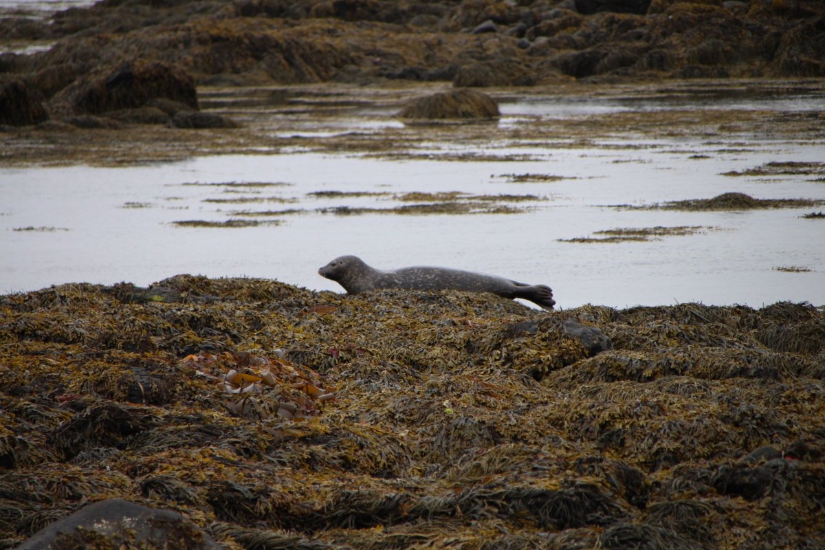 Tuleň na pláži Ytri Tunga
