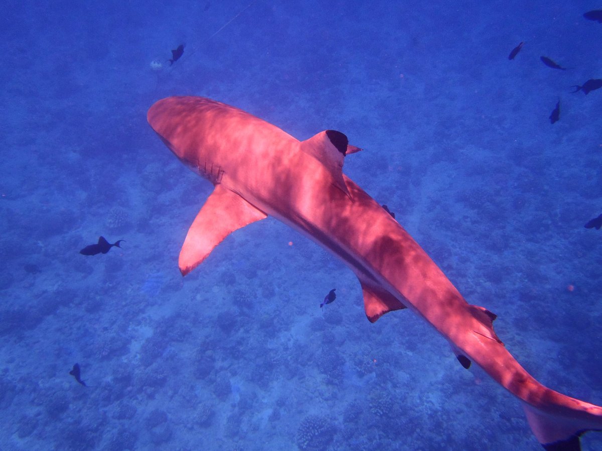 Plavání se žraloky na otevřeném moři