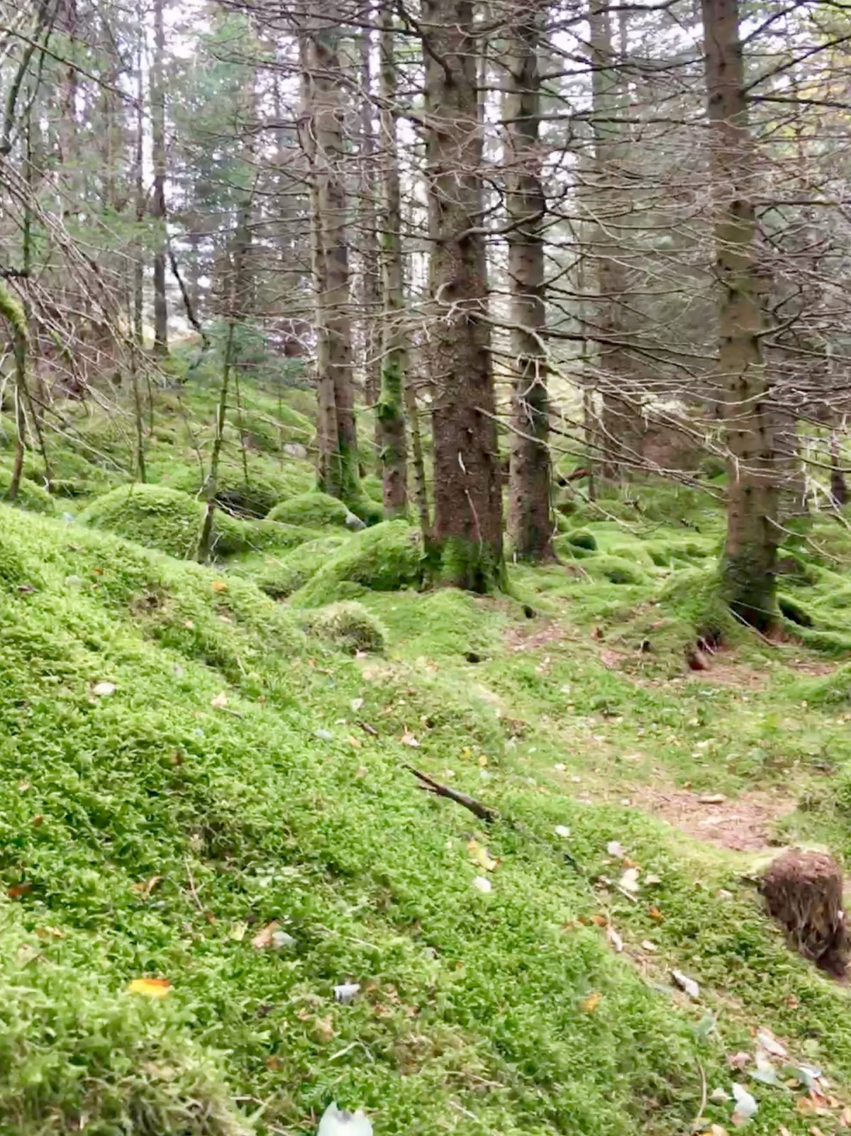 Bergens fjellstrekninger