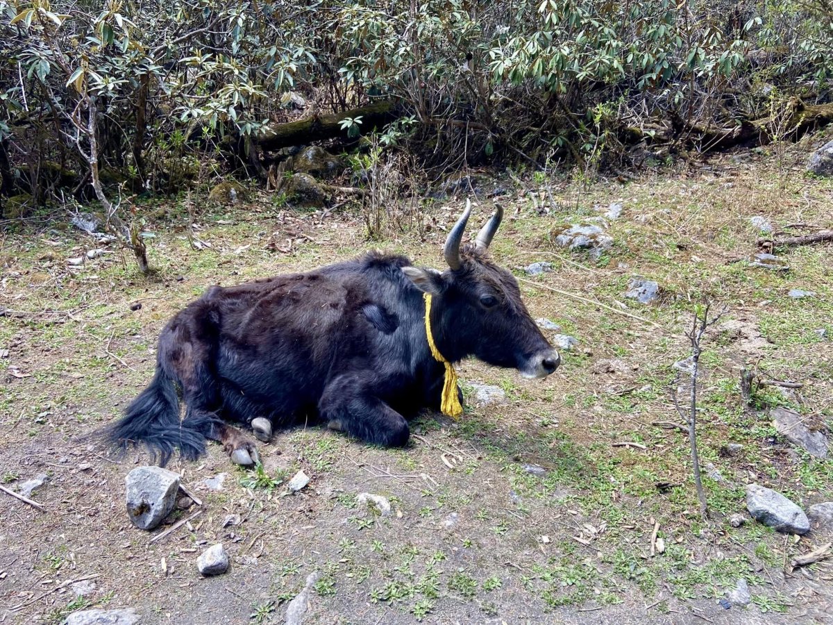 yak