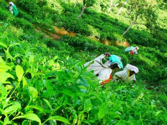 ..čajové plantáže a tee factory