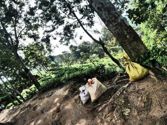 ..čajové plantáže a tee factory