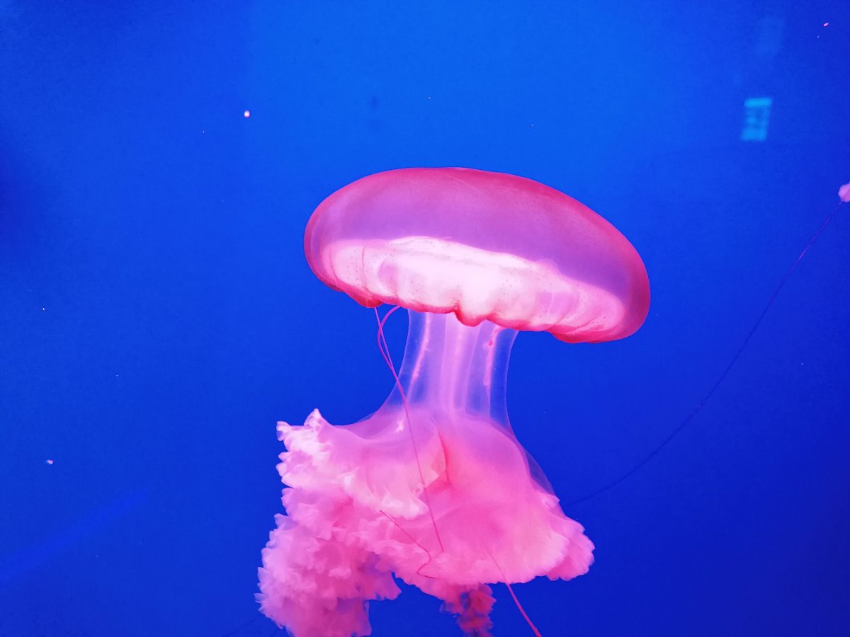 Kyjev - expozice medúz