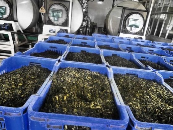 ..čajové plantáže a tee factory