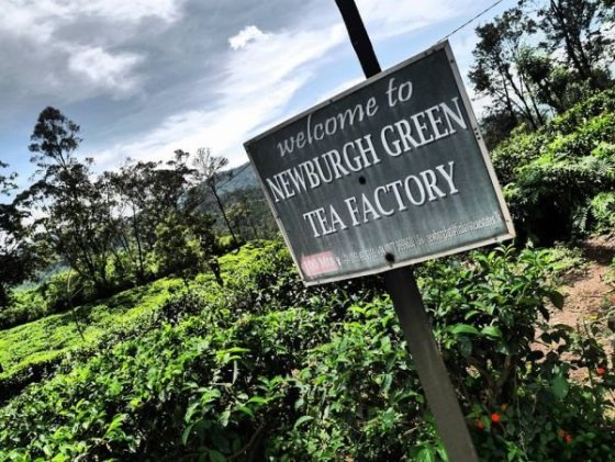 ..čajové plantáže a tee factory