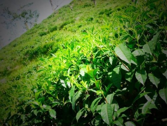 ..čajové plantáže a tee factory