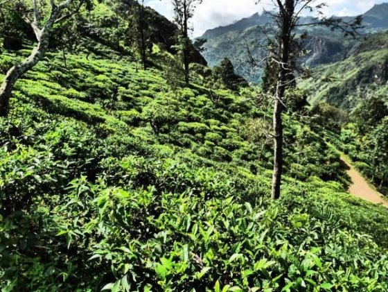 ..čajové plantáže a tee factory