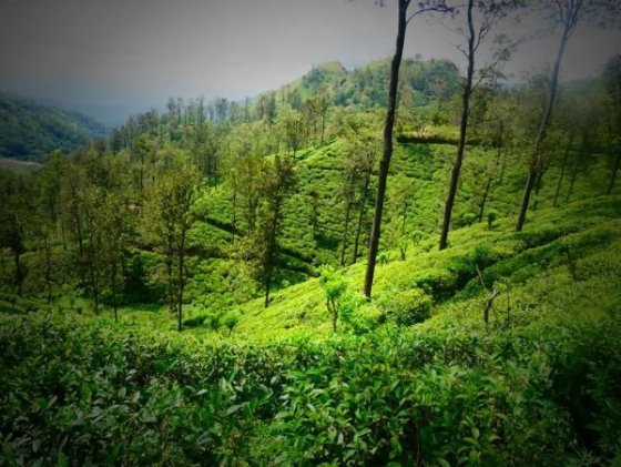 ..čajové plantáže a tee factory