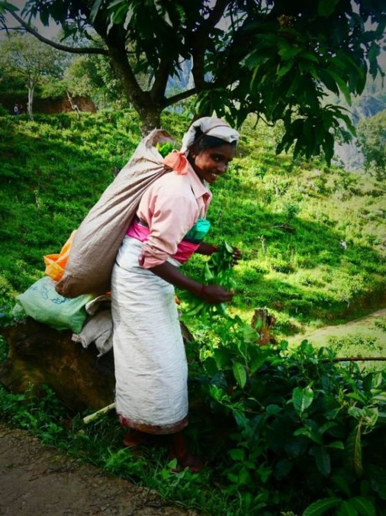 ..čajové plantáže a tee factory
