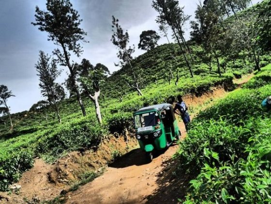 ..čajové plantáže a tee factory