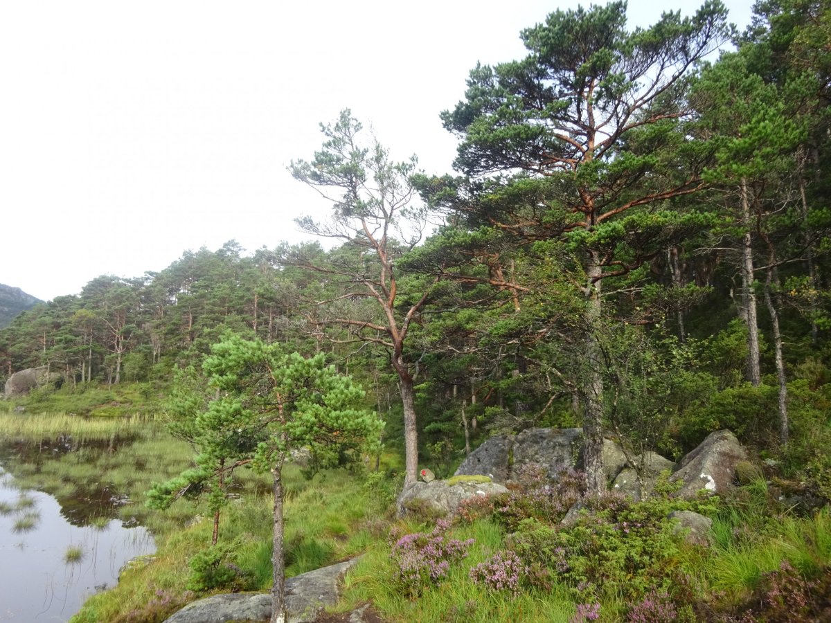 Les u jezírka Kustitjorna