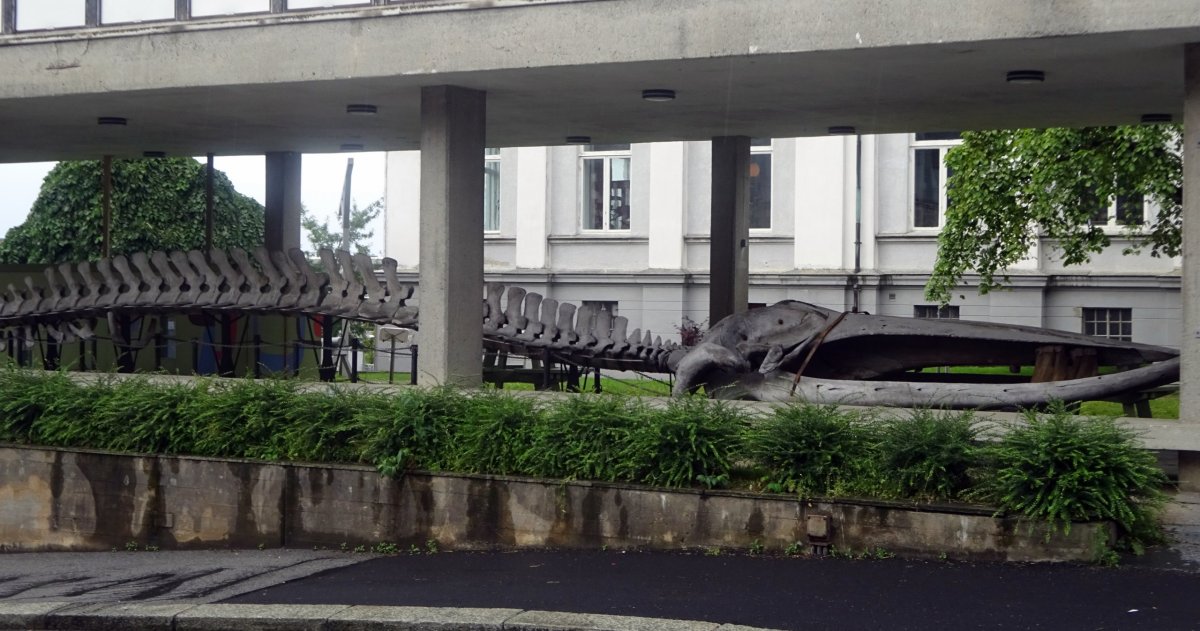 Kostra velryby u muzea