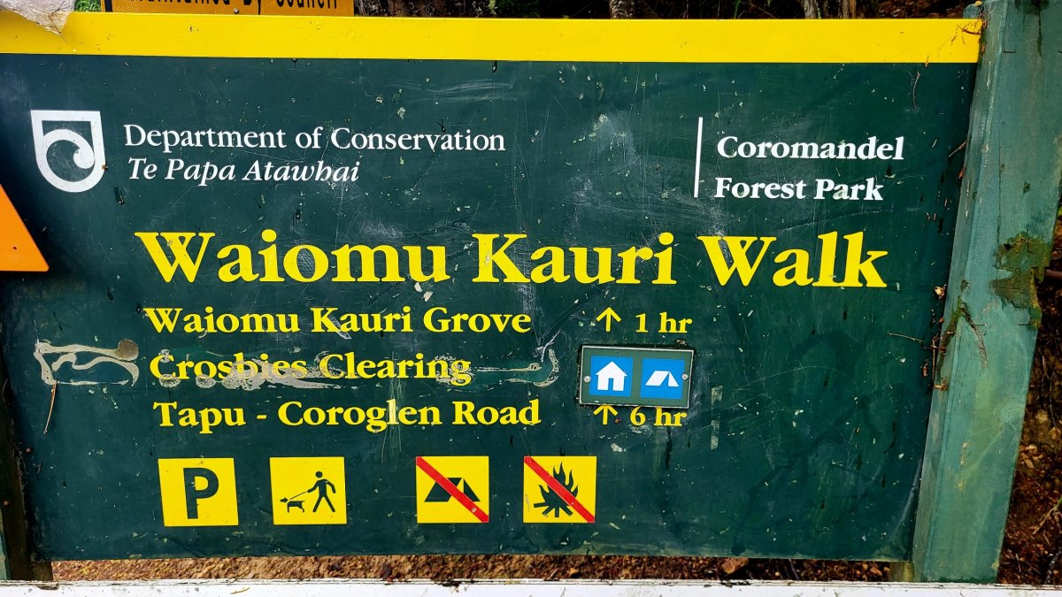 Waiomu Kauri Grove Walk