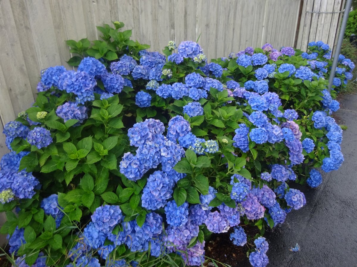 Na to, že jsme na severu, je tu spousta květin