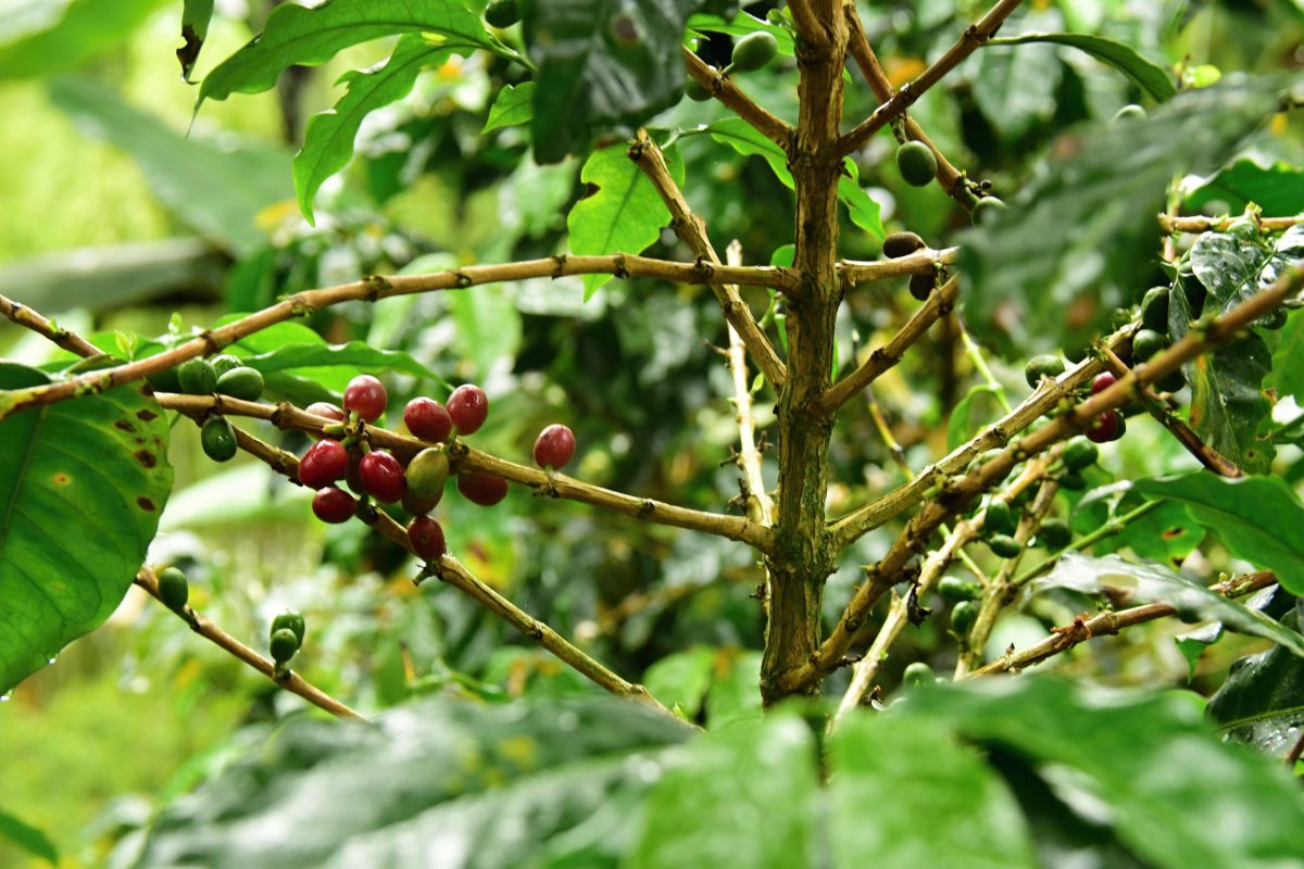 Kávové plody