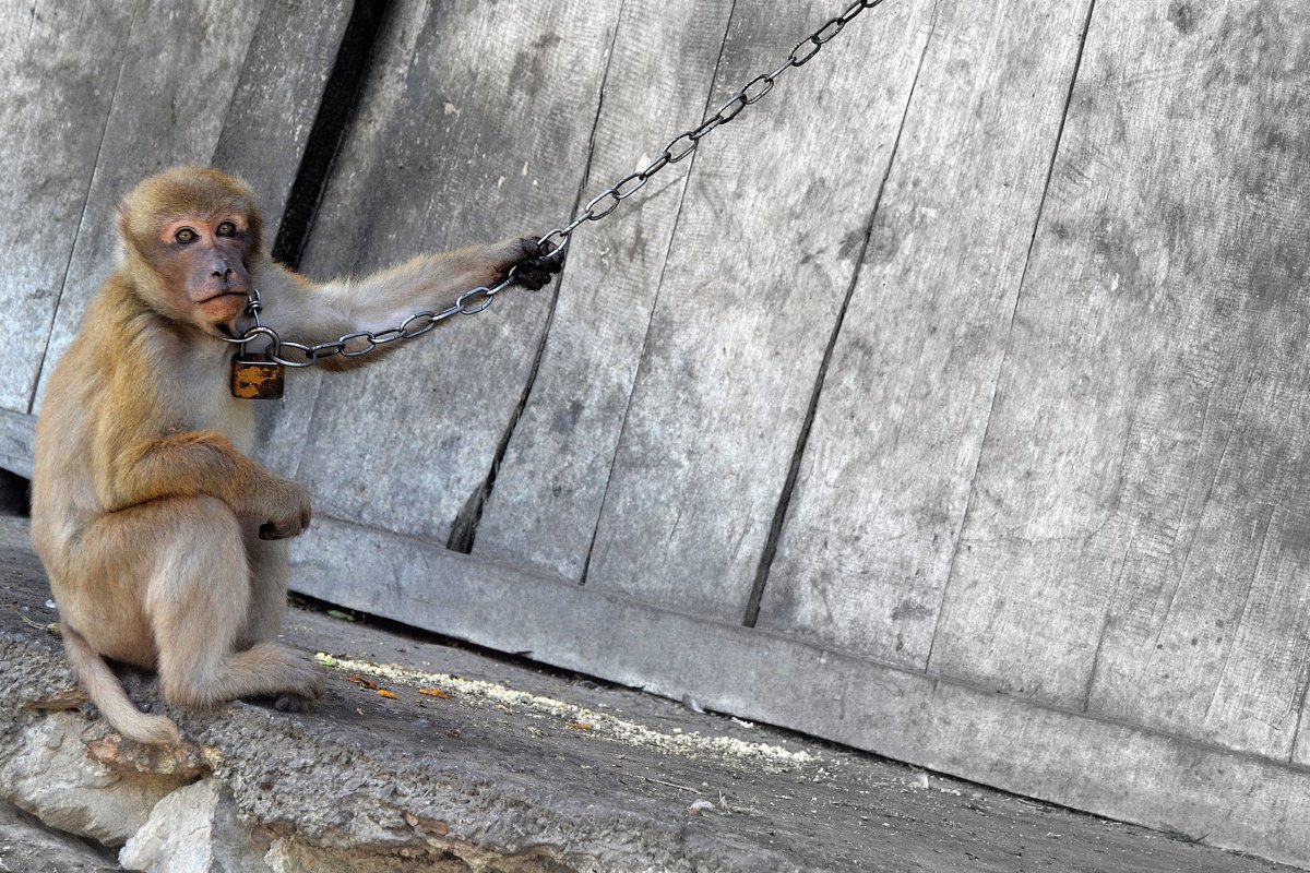 Takový normální domácí mazlíček