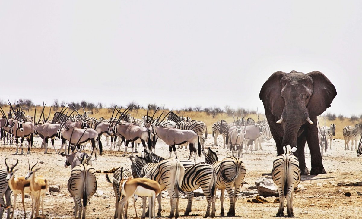 Etosha