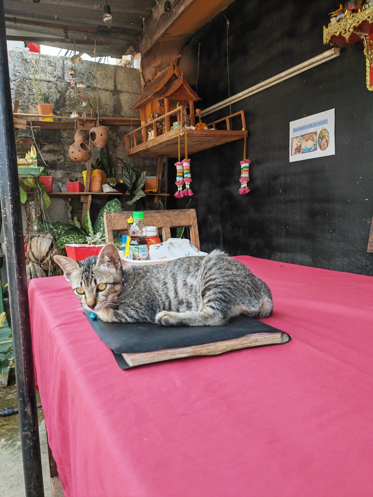 Huay Xai a kotě okupující menu v restauraci